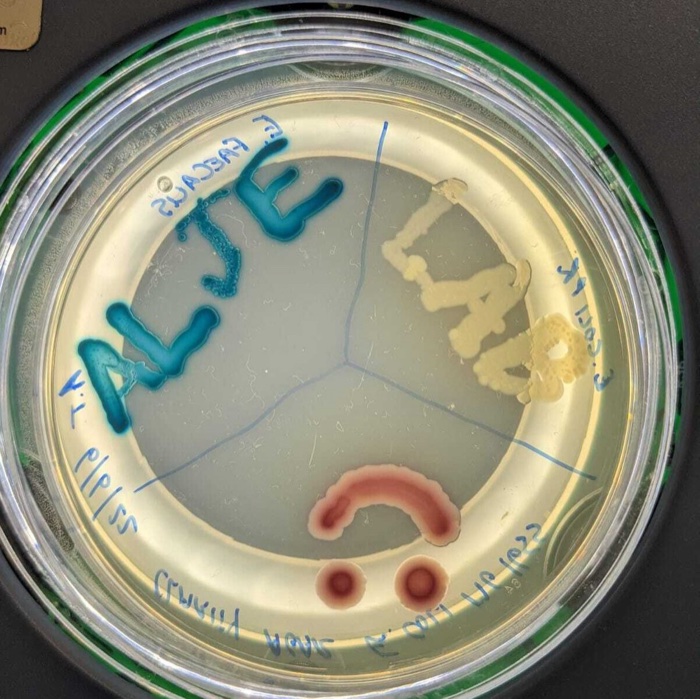 Petri dish with the words ALJE LAB and a smiley face written in coloured bacterial colonies