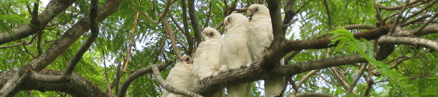 Several white cockatoos perched together on a tree branch