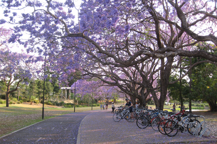Purple jacaranda trees in bloom on the UQ St Lucia campus