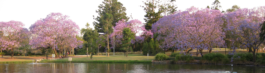 Jacaranda trees in bloom beside the lake on the UQ St Lucia campus