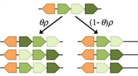 The evolutionary dynamics of integrons in changing environments
