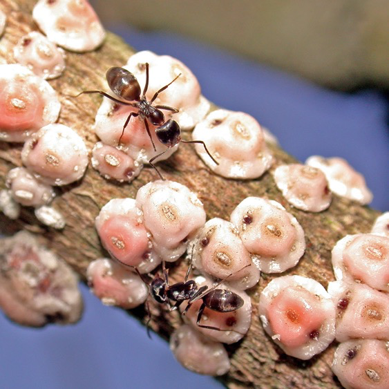 Wolbachia in scale insects: a distinct pattern of infection frequencies and potential transfer routes via ant associates