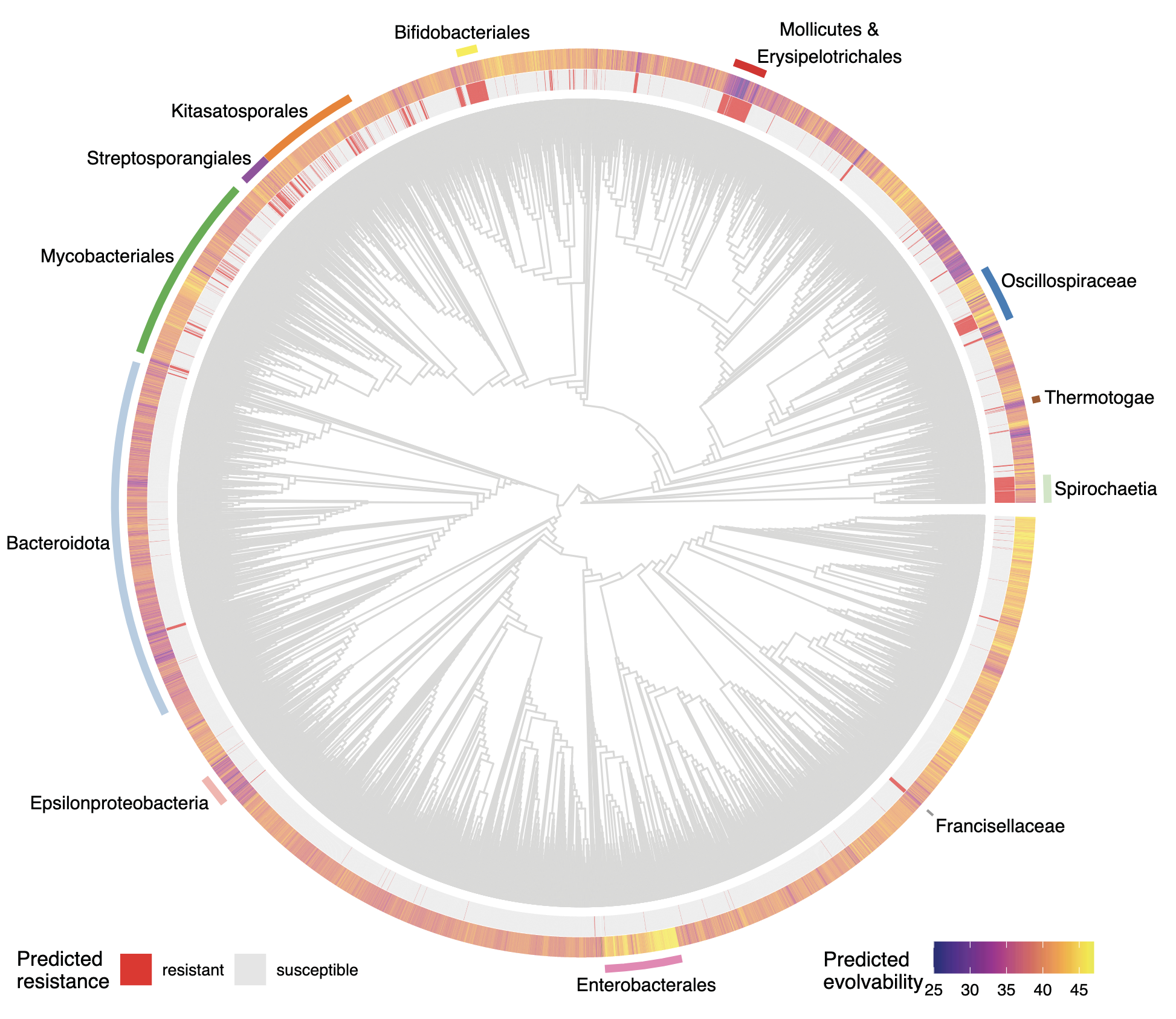 Evolution and evolvability of rifampicin resistance across the bacterial tree of life